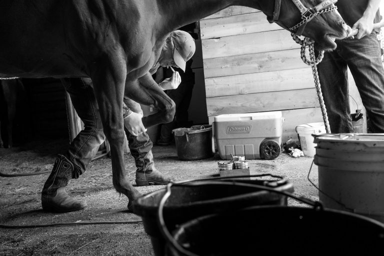 Equine Vet in Albuquerque, NM is checking a horse' feet
